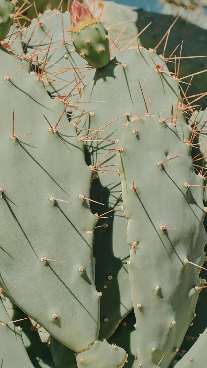 Gros plan sur un cactus nopal avec ses épines et fruits dans le paysage mexicain