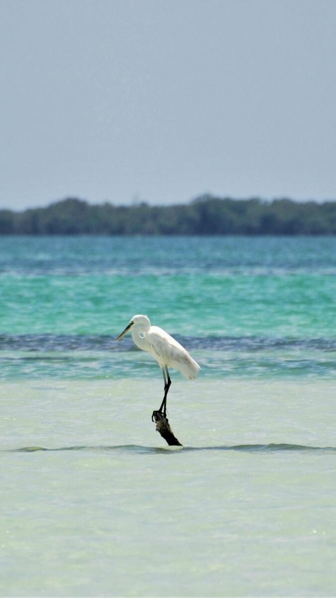 Héron blanc perché sur un piquet dans les eaux turquoise peu profondes de Holbox