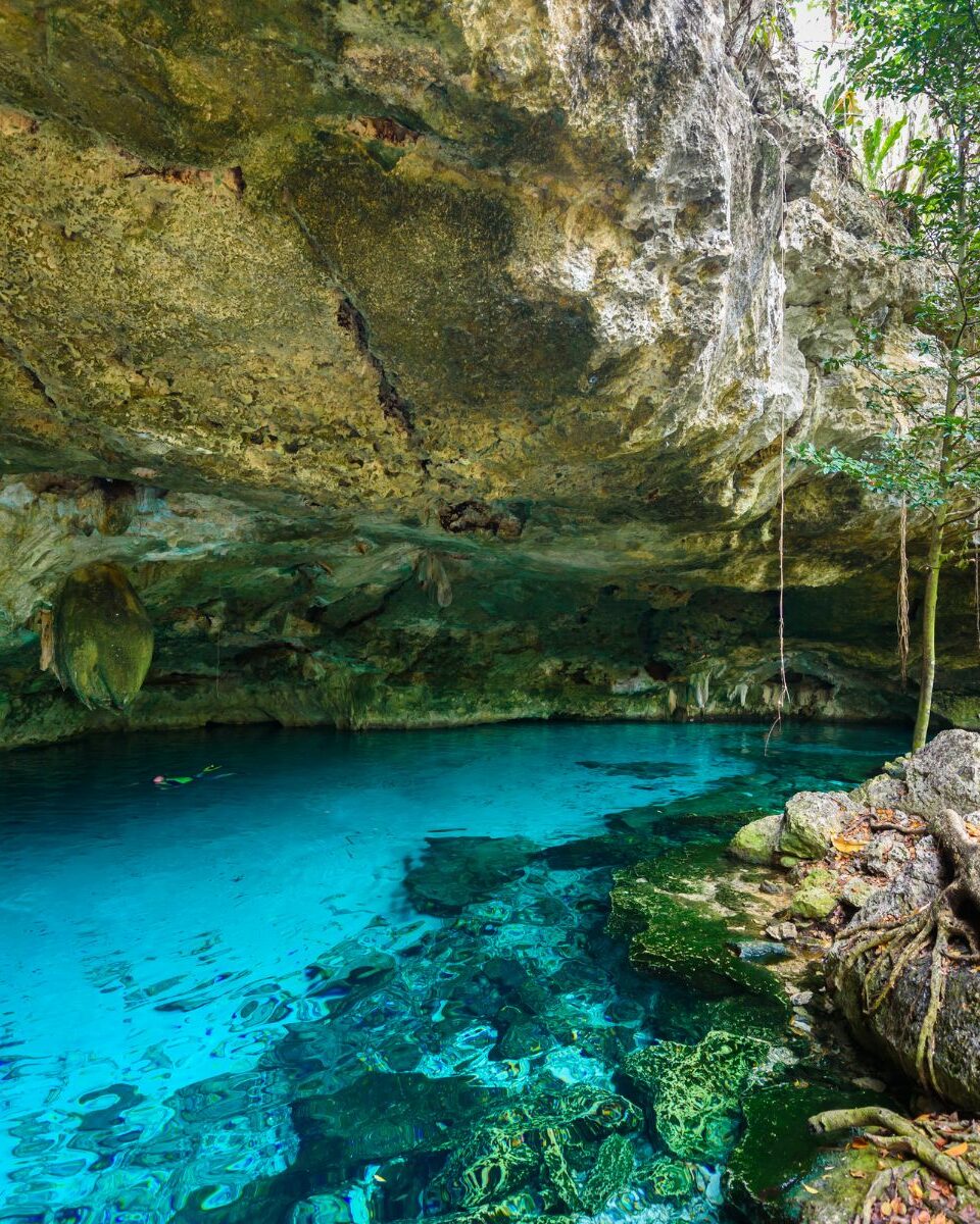 Cénote à ciel ouvert avec eau turquoise cristalline, racines d'arbres et nageurs