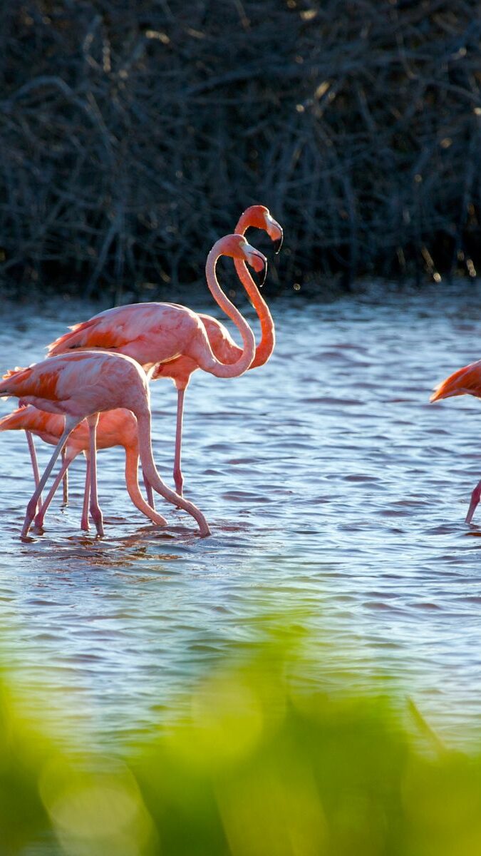 Flamants roses marchant dans les eaux peu profondes de la réserve de Celestún au Yucatán