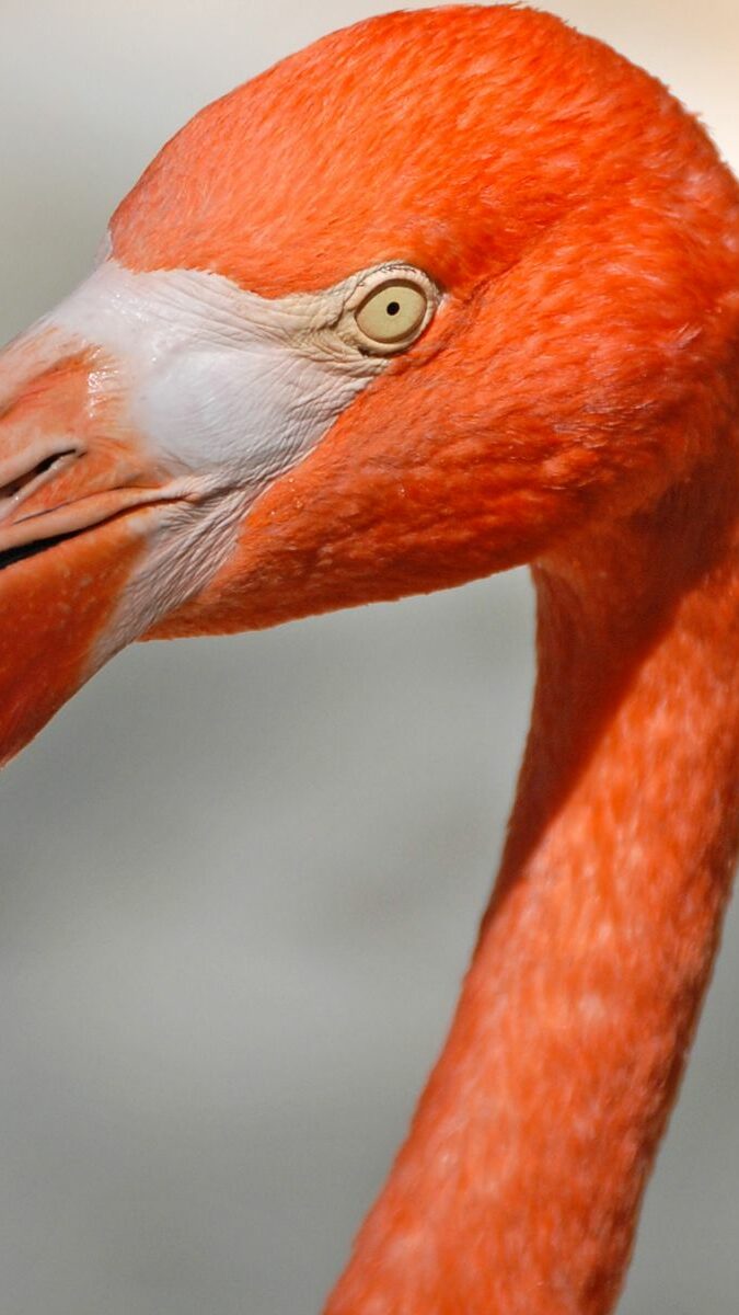 Portrait en gros plan d'un flamant rose des Caraïbes avec son bec noir caractéristique