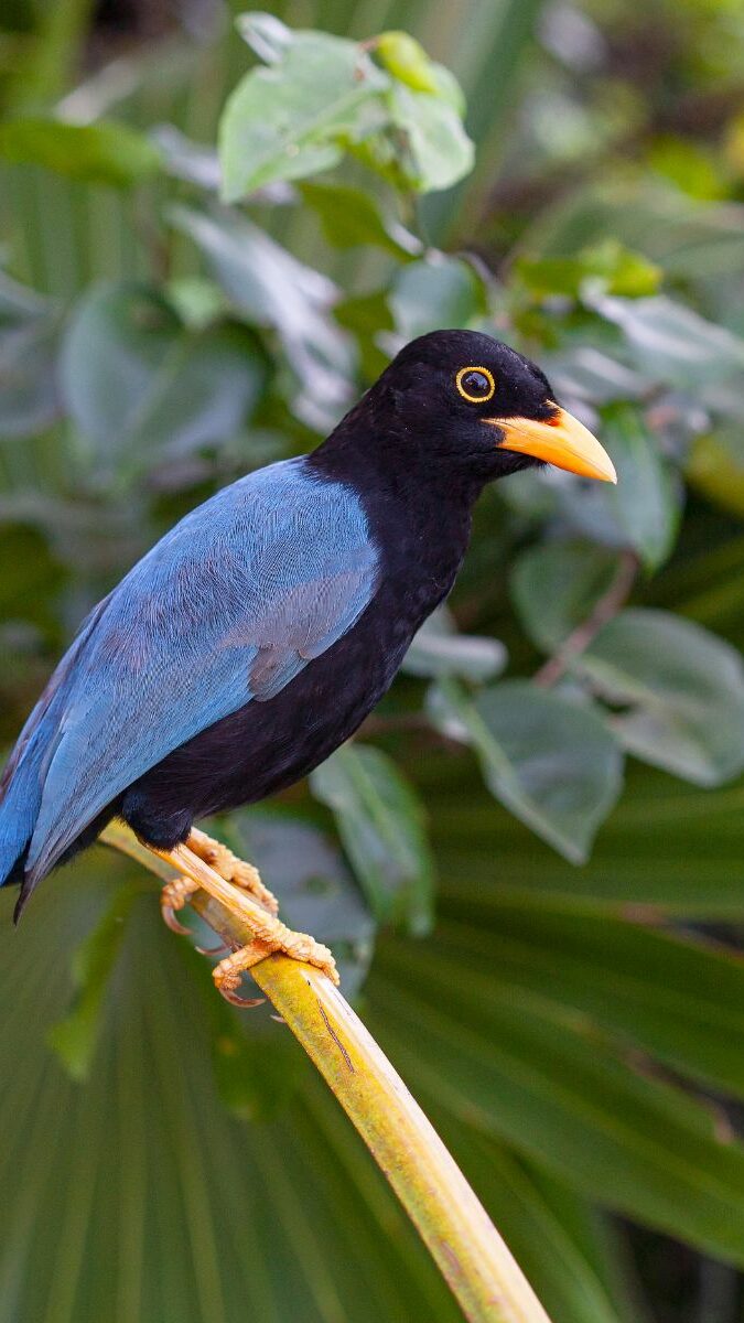 Geai du Yucatán perché sur une branche, oiseau endémique au plumage bleu et noir