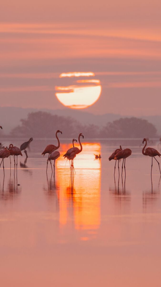 Flamants roses silhouettés dans une lagune au coucher du soleil à Celestún